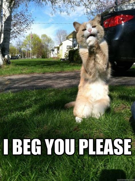 I beg you please - beg cat - quickmeme