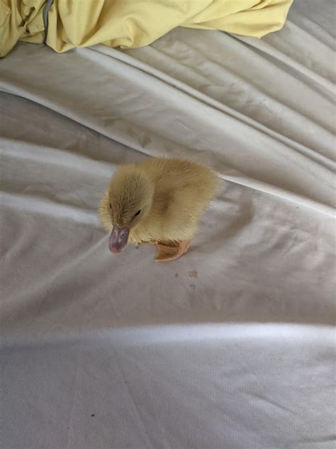 Pekin duckling has purple beak. Is this normal? : r/duck