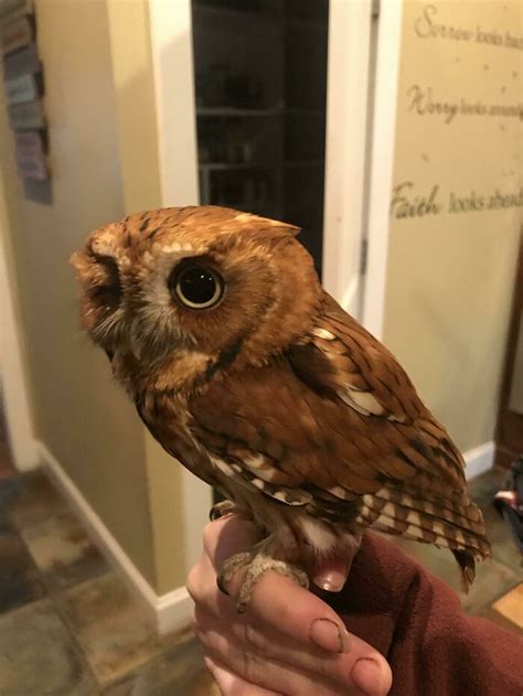 120 Cute Owl Pictures That Highlight The Beauty Of These Nocturnal ...