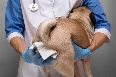 how to drain a dog's anal gland