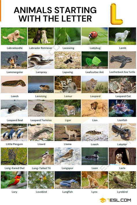 228 Animals that Start with L in English • 7ESL