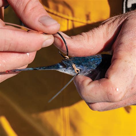 A Guide to Saltwater Live Baits | Sport Fishing Mag