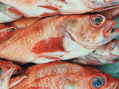 "Cold Fish" by Stocksy Contributor "Jesse Weinberg" - Stocksy