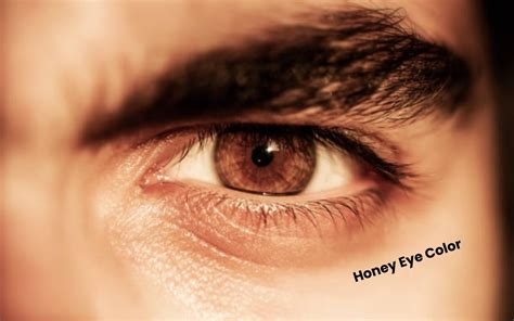 Honey Eye Color - What Determines This Rare Color? - 2022