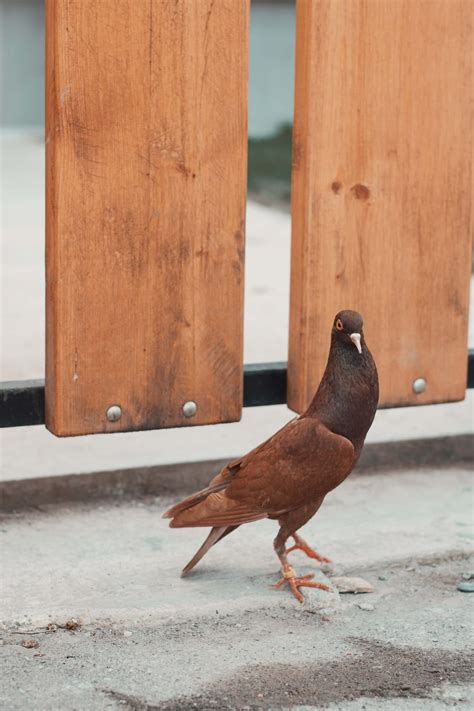 Free picture: pigeon, light brown, tall, standing, bird, animal, wood ...