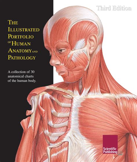 Illustrated Portfolio Of Human Anatomy And Pathology - vrogue.co