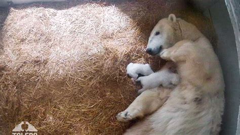 toledo zoo welcomes twin polar bear cubs heres