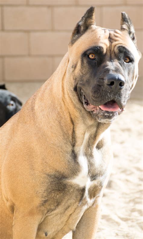 SoCalPresa Bella – Red Fawn Presa Canario Female – SoCalPresa – Presa ...