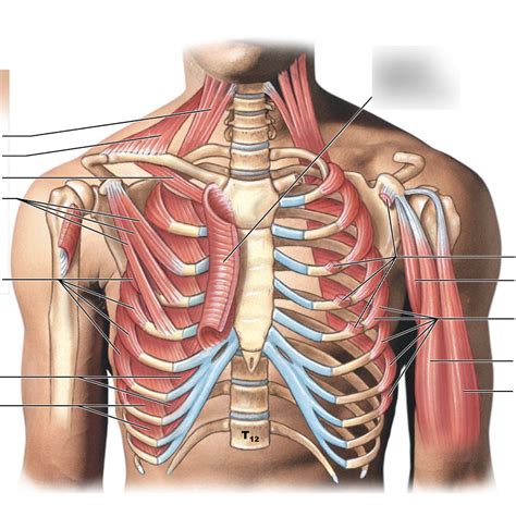 anatomy exam  front diagram quizlet