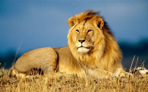 Lion | Cats Wiki | FANDOM powered by Wikia