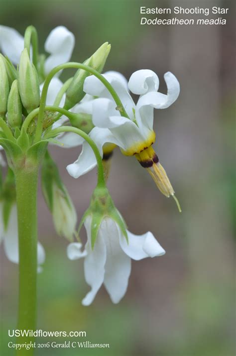 US Wildflower - Shooting Star, Prairie Pointers, Eastern Shooting Star ...