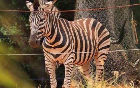 Four legs zebra and stripes - Online Jigsaw Puzzles