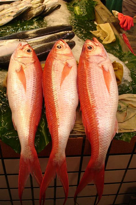 arti mimpi dapat ikan mas 3 ekor 15