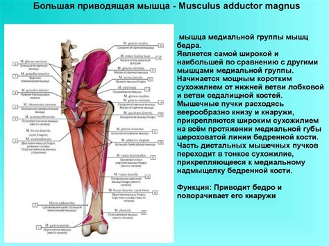 Мышцы нижней конечности - презентация онлайн