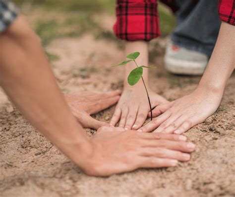 grow  trees