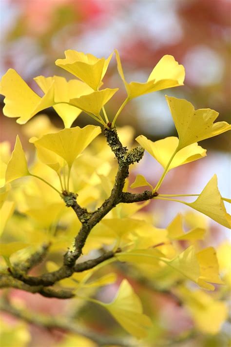 Ginkgo Gingko Leaves - Free photo on Pixabay