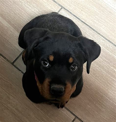 Available Puppies - Canines N Critters