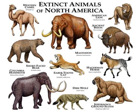 timeline of north american megafauna | 25+ best ideas about Prehistoric ...