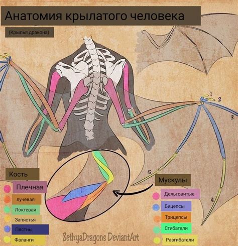 Анатомия крыльев | Крылья, Анатомия, Художественная анатомия