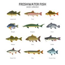 Fish Illustration (a) Free Stock Photo - Public Domain Pictures