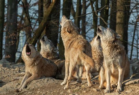 gray wolf howling stock  pictures royalty  images istock