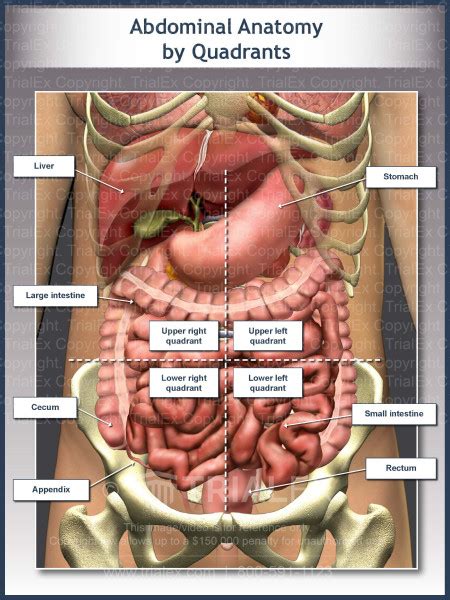 quadrants  abdomen  organs
