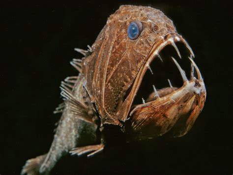 Deep-Sea Creatures Photos | National Geographic