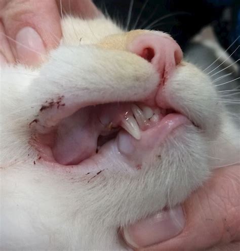 cat tooth extraction cost philippines - Tama Weir