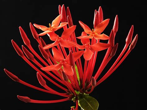 red ixora flower free image | Peakpx