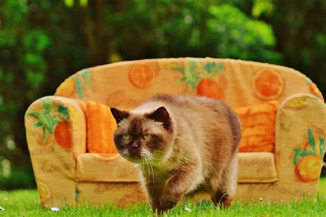 Fotos gratis : dulce, linda, pelaje, gatito, gato, marrón, sofá, fauna
