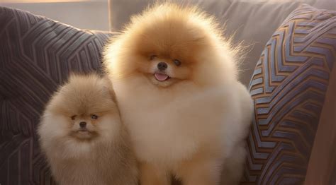 Tamanho Do Spitz Alemão Anão - O Encantador Spitz Alemão Anão - Lulu da Pomerânia