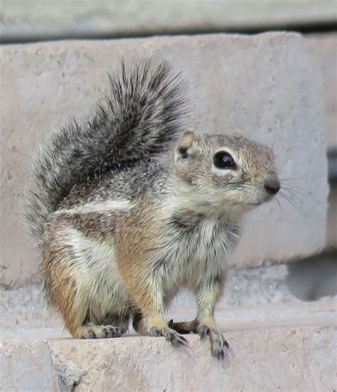 Harris Ground Squirrel (Ammospermophilus harrisii) | Squirrel, Ground ...