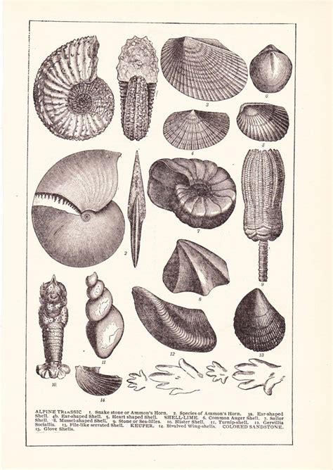 sea shell print vintage antique home decor art illustration