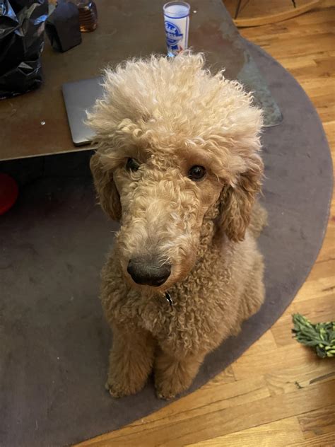 Why Poodles Are The Worst