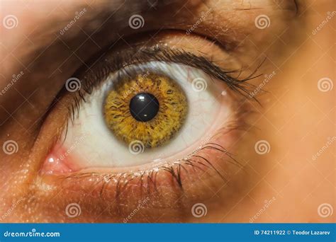 Hazel Human Eye. Royalty-Free Stock Image | CartoonDealer.com #32717920