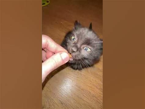Симба няня😸😲 - YouTube