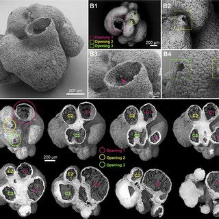 Modern sponge anatomy. ( A ) Schematic cross-section of simple asconoid ...