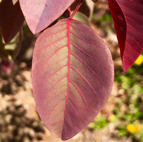 life leaf photograph  tim fredericks pixels