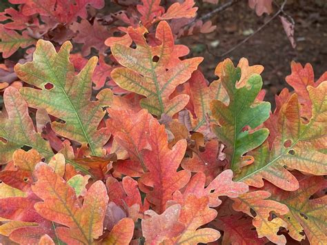 Columnar oaks: Ideal for small yards and wildlife — FERNS & FEATHERS