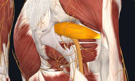 Deep Gluteal Syndrome - Function101 Chiro + Physio