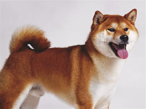 Another 50 Billion SHIB Grabbed by Top ETH Whale, Shiba Inu Ranks Third ...