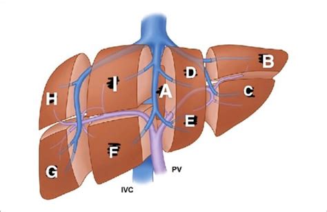 Ch 12 Liver Flashcards | Quizlet