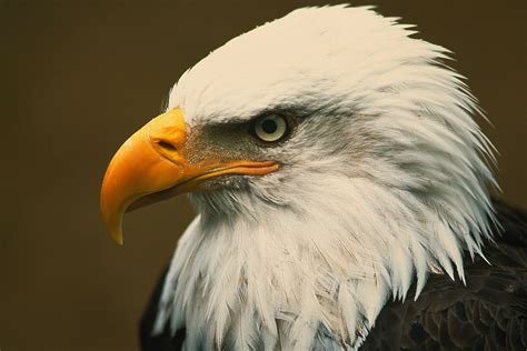 Unveiling the Secrets of Rosy Blushes on OnlyFans - Berkeley Learning Hub