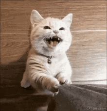 แมว น่ารัก GIF - แมว น่ารัก Cat - Discover & Share GIFs