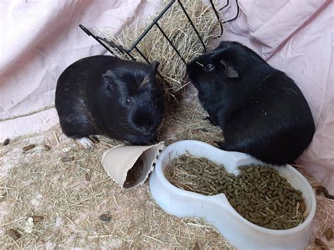 The oldest guinea pig nearly made 15 years old!!! : guineapigs