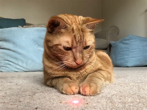 Cats With Lasers
