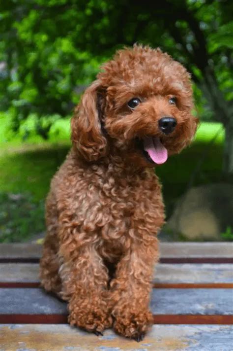 Toy Poodle Full Grown Red | Wow Blog