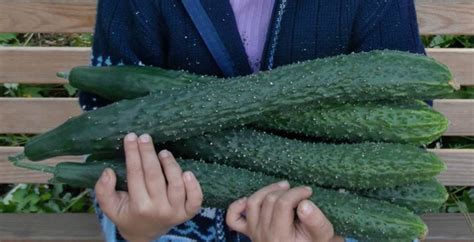 Огурцы Изумрудный поток: описание сорта, сколько дают урожая ...