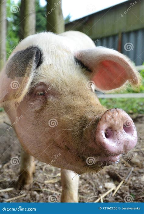 Gloucester old spot pig stock image. Image of close, swine - 72162205