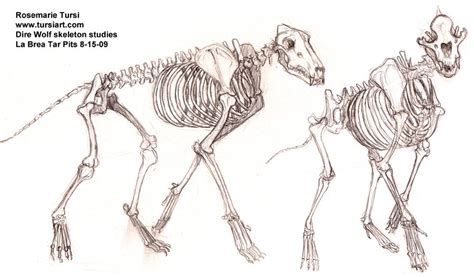 Dire Wolf Skeleton Studies by tursiart on DeviantArt